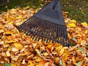 Raking-leaves-300x225